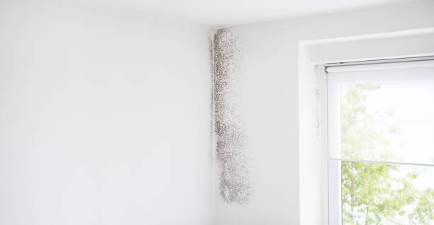 Reliable Oreana, IL Mold Removal Solutions